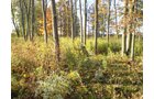 Property photo 5 - 202+/- Acres Offered in 7 Tracts